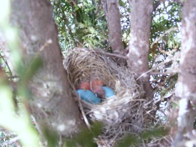 First Robin Hatched