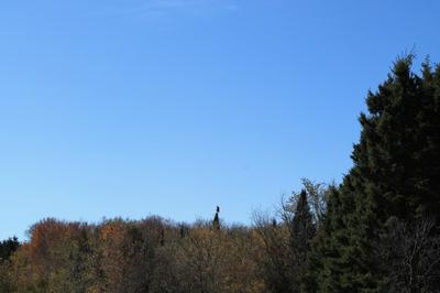 Sitting in a tree top waiting for me to leave