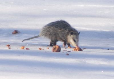 Possum sighting in Quinte West