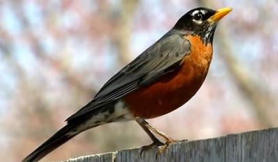 One of the first Robins of the year