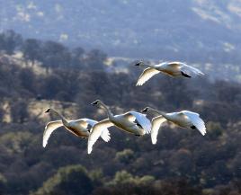 Tundra Swans in flight