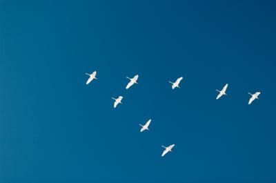 Migrating Tundra Swans