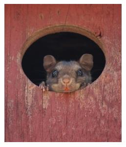 Flying Squirrel in a red nesting box in Southern Ontario