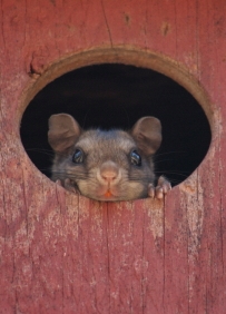 Flying Squirrel