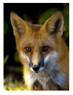 Ontario Red Fox, common in town and country, chicken stealer or misunderstood hunter - le renard