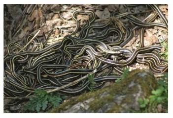 A hibernaculum of garter snakes in the spring when they are waking up