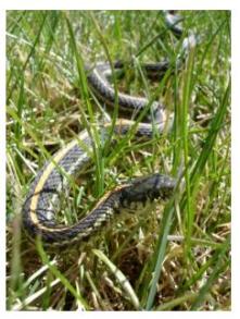 Common Garter Snake in the grass, Ontario