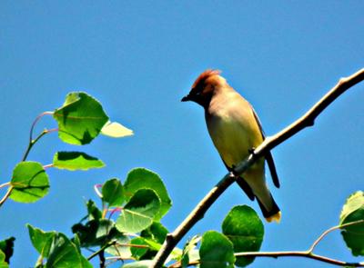 Cedar Waxwing