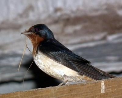 Barn Swallow - nesting time