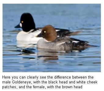 Pair of Common Goldeneye on a Canadian lake