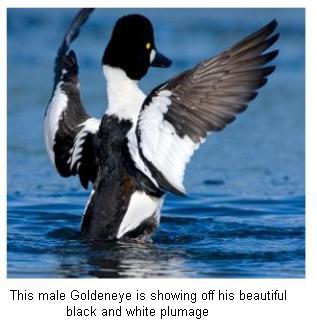 Common Goldeneye with outspread wings on a Canadian lake