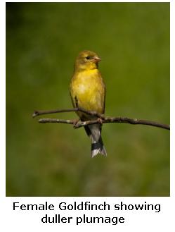 Goldfinch female sitting on a branch