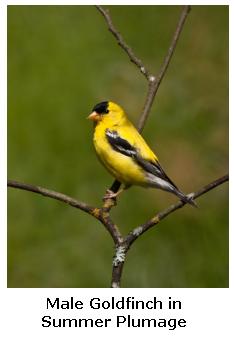 Male Goldfinch on a branch