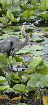 Ontario Great Blue Heron hunting for fish