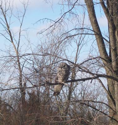Great Grey Owl, Kingsville, Ontario