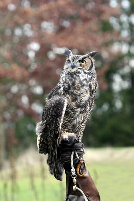 Great Horned Owl