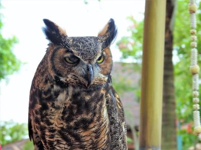 Great Horned Owl