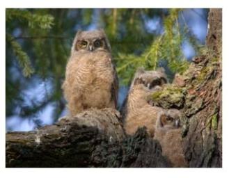 Two young Great Horned Owlet babies