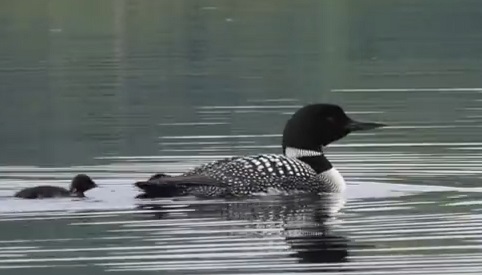 Parent Loon on lake with young chicks, Great Northern Diver, Canadian Lake