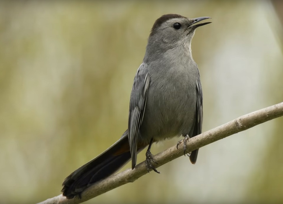 Ontario Catbird