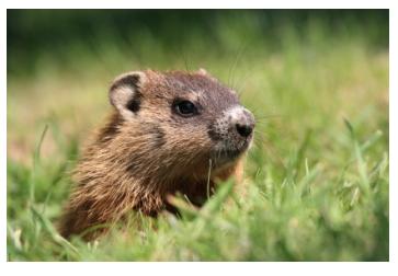 Groundhog in Ontario largest member of the squirrel family