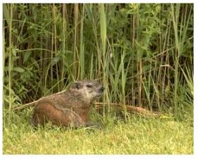 Groundhog in the grass