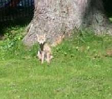 Coyote in my yard!