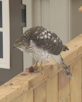 Hawk with prey southern Ontario