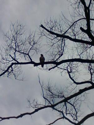 Sitting in his favourite tree