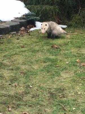 Possum in London, Ontario