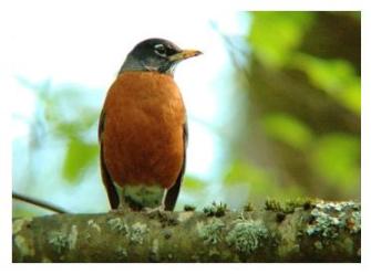 North American Robin