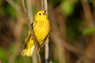 Yellow Warbler