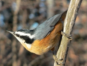 Nuthatch