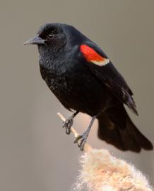 Red Winged Blackbird