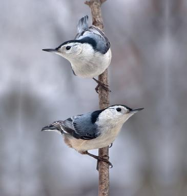 Whitebreasted Nuthatch