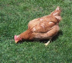 poultry - Rhode Island Red hen