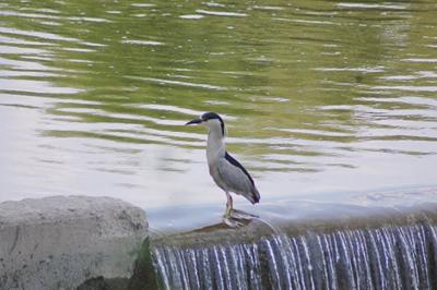 Heron at Humber Park, Toronto