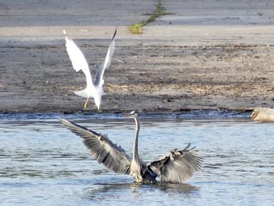 Heron and Seagul