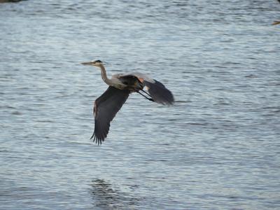 Heron in flight