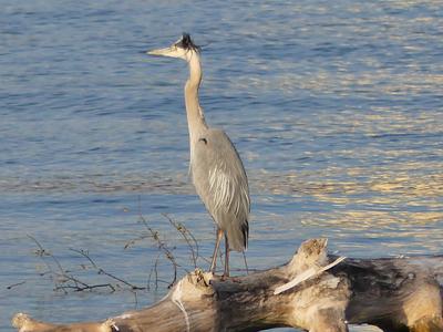 Great Blue Heron in Oshawa Harbour