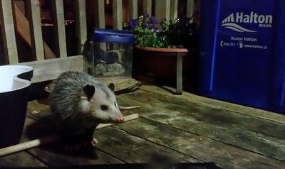 Possum on the porch