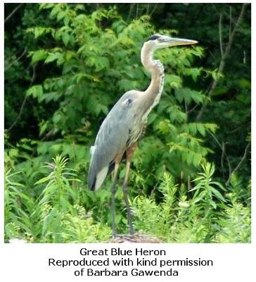 Blue Heron, Ontario