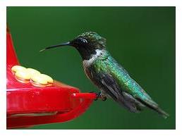 Ruby throated Hummingbird male at the feeder drinking nectar