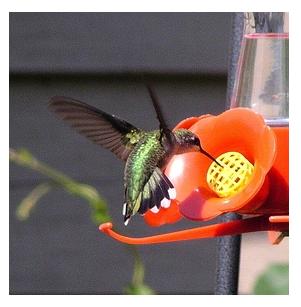 Hummingbird at the hummingbird feeder drinking nectar