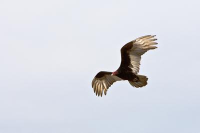 Turkey Vulture in flight