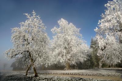 Canadian Snow Scene