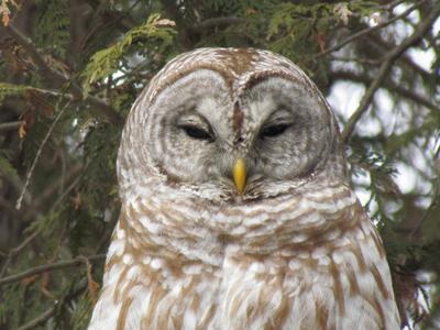 Beautiful Barred Owl