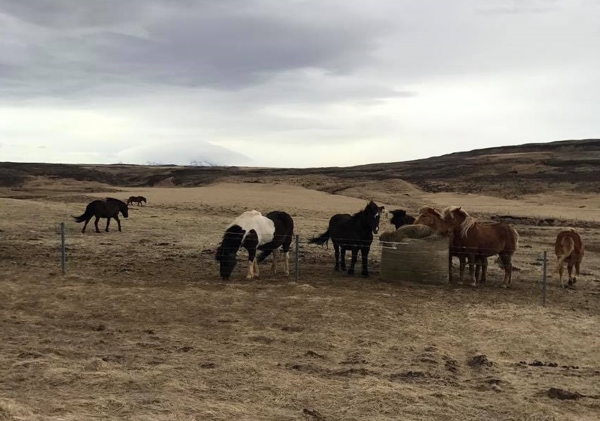 Icelandic Horses