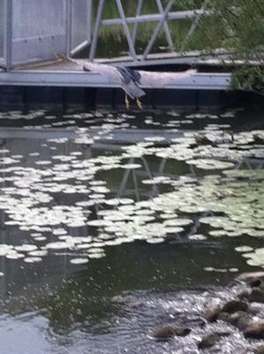 Mystery Bird