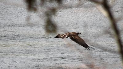 Immature Bald Eagle at Wingham